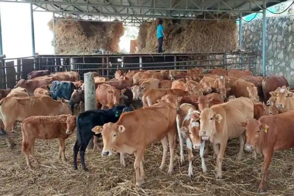 养200头牛要几亩地，需要占1-1.5亩地