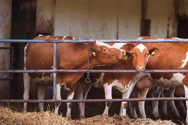 养200头牛要几亩地，需要占1-1.5亩地