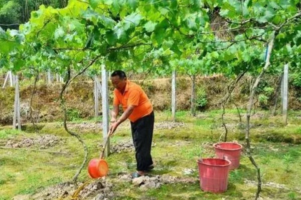 葡萄树为什么不长,可能是施肥不当、浇水不足等原因引起