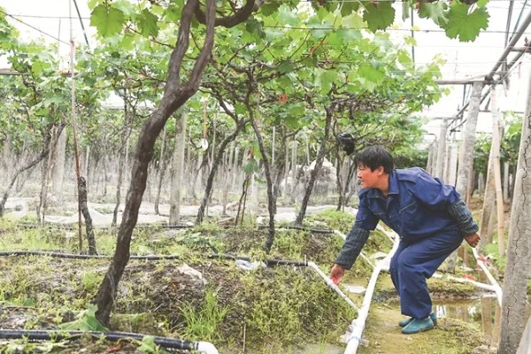 葡萄树为什么不长,可能是施肥不当、浇水不足等原因引起
