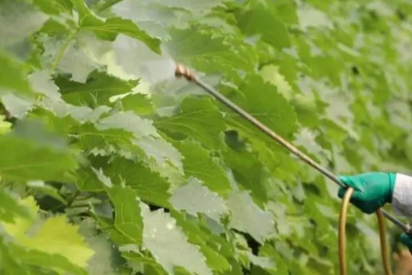 葡萄树为什么不长,可能是施肥不当、浇水不足等原因引起