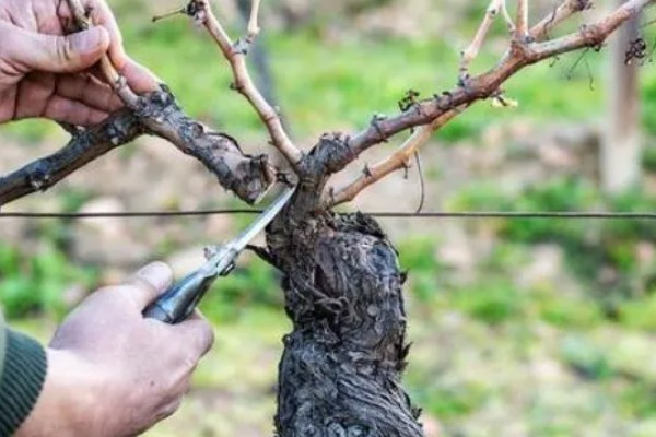 葡萄树为什么不长,可能是施肥不当、浇水不足等原因引起