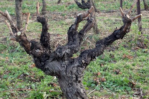 葡萄树为什么不长,可能是施肥不当、浇水不足等原因引起