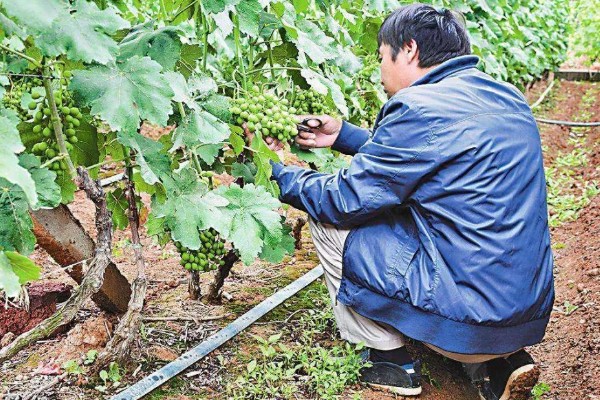 葡萄树为什么不长,可能是施肥不当、浇水不足等原因引起