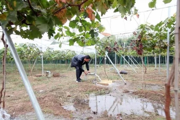 葡萄树为什么不长,可能是施肥不当、浇水不足等原因引起