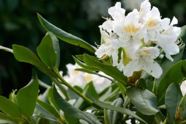 白杜鹃花的寓意，寓意清新脱俗、纯洁爱情等