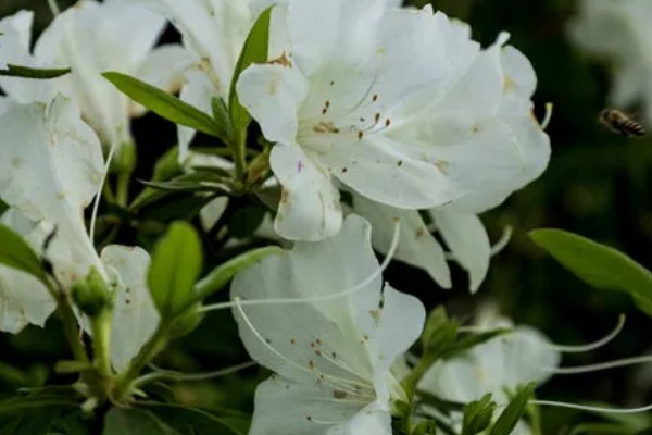 白杜鹃花的寓意，寓意清新脱俗、纯洁爱情等