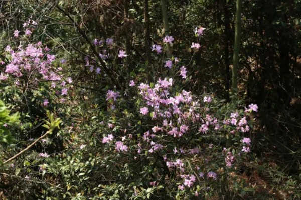 白杜鹃花的寓意，寓意清新脱俗、纯洁爱情等