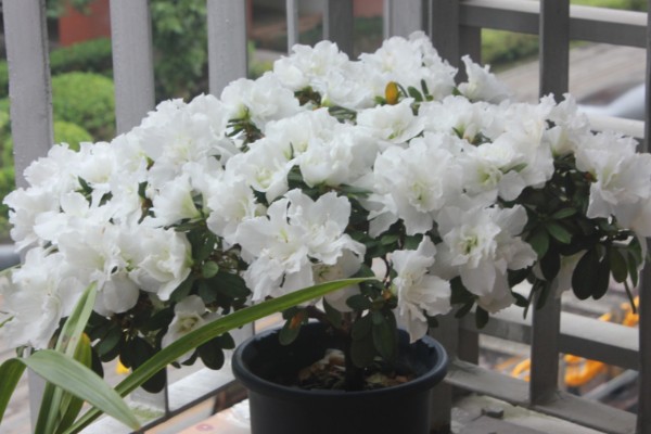 白杜鹃花的寓意，寓意清新脱俗、纯洁爱情等