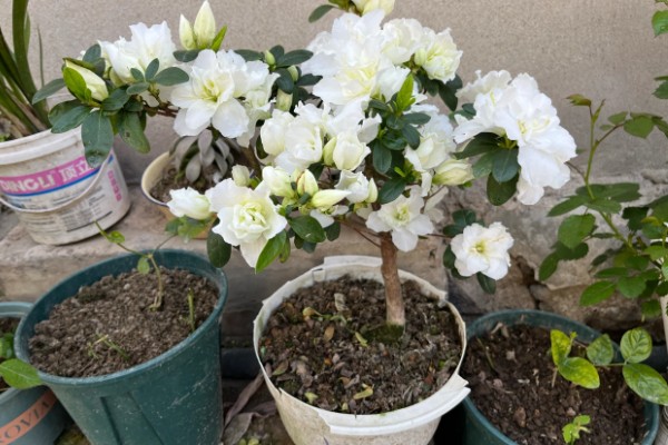 白杜鹃花的寓意，寓意清新脱俗、纯洁爱情等