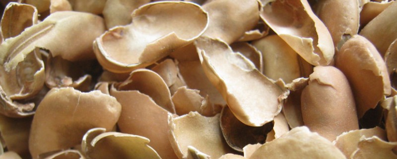 蚕豆壳如何做花肥，需要进行发酵处理