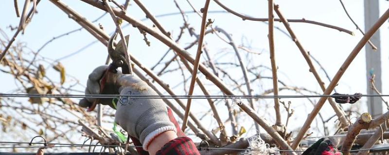 猕猴桃的修剪时间,叶片自然掉落后可以冬剪