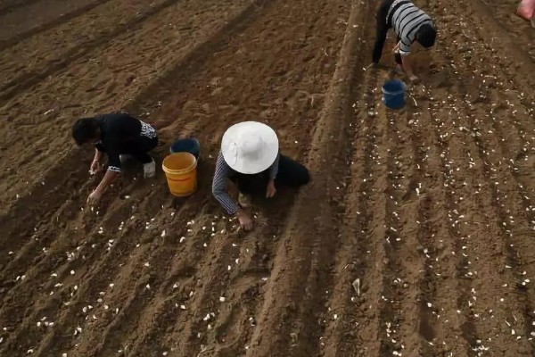 夏季种植大蒜如何催芽，先用温水浸泡1小时左右