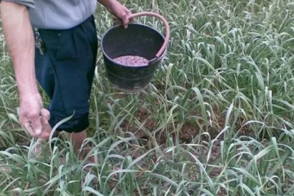 夏季种植大蒜如何催芽，先用温水浸泡1小时左右