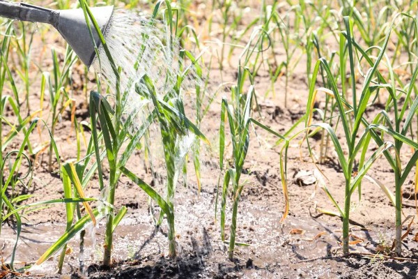 夏季种植大蒜如何催芽，先用温水浸泡1小时左右