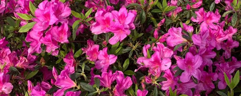 杜鹃花怎么繁殖，有扦插、高压等方式