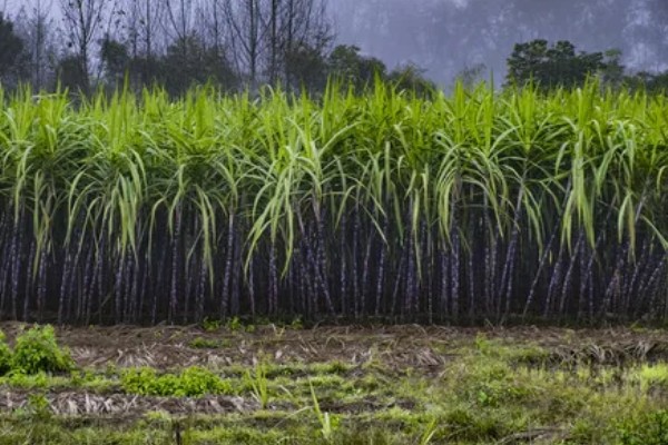甘蔗适宜的种植地区,可种植于广东、海南等地方