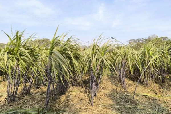 甘蔗适宜的种植地区,可种植于广东、海南等地方