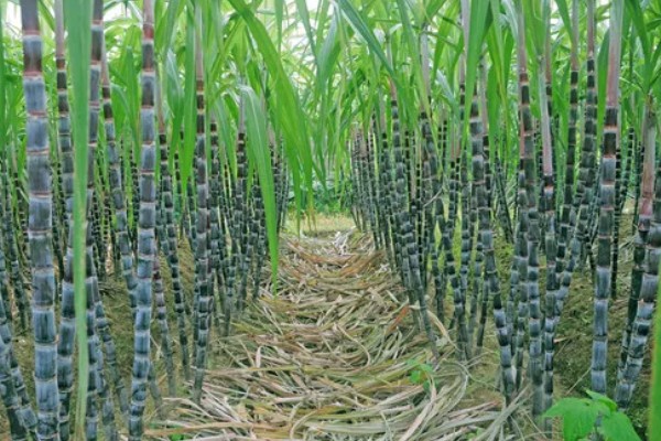 甘蔗适宜的种植地区,可种植于广东、海南等地方