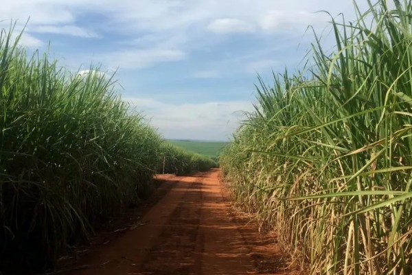 甘蔗适宜的种植地区,可种植于广东、海南等地方