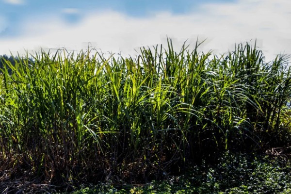 甘蔗适宜的种植地区,可种植于广东、海南等地方