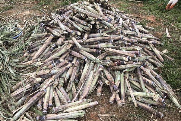 甘蔗适宜的种植地区,可种植于广东、海南等地方