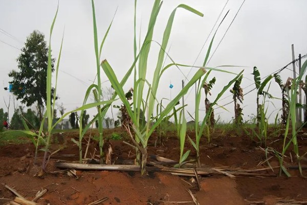 甘蔗适宜的种植地区,可种植于广东、海南等地方