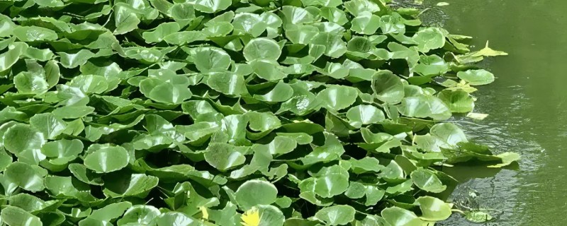 清除水葫芦的方法，可采取人工打捞、器械打捞等方式