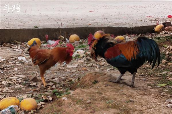 斗鸡与土鸡的区别,其外形和性情均不同