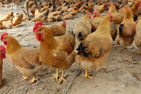 斗鸡与土鸡的区别,其外形和性情均不同