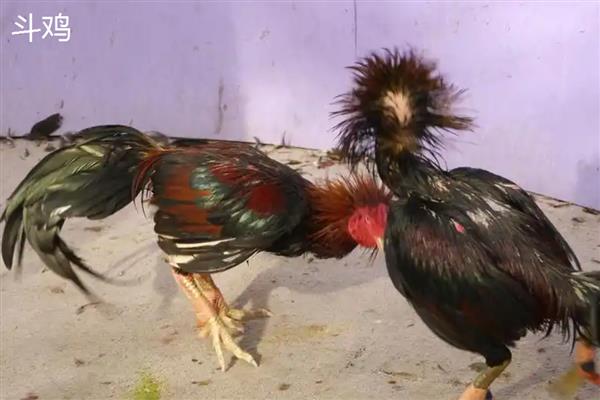 斗鸡与土鸡的区别,其外形和性情均不同
