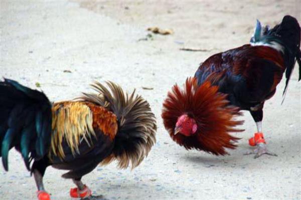 斗鸡与土鸡的区别,其外形和性情均不同