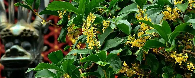 桂花树能不能种在大门左右，种植两侧不可太靠近门口