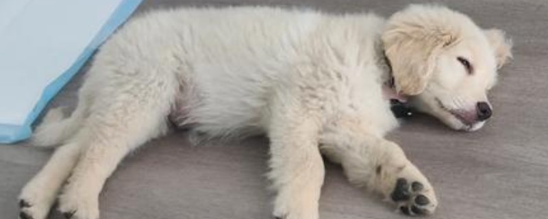 钩虫病的症状,表现为高度贫血、消瘦等