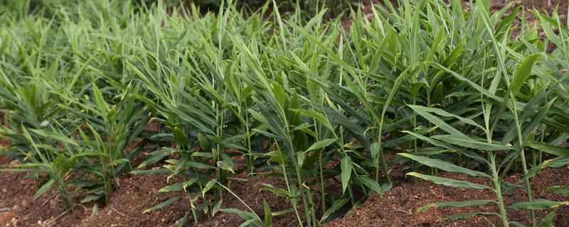 生姜的种植技术，选择无病虫的健康姜块作种