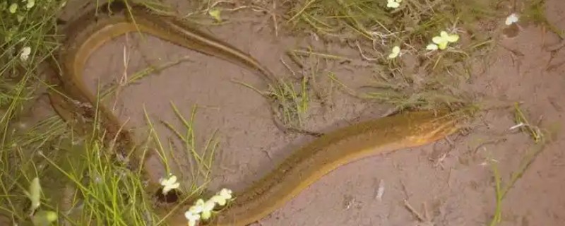 钓黄鳝的绝招，饵料有蚯蚓、蚌肉、螺肉等