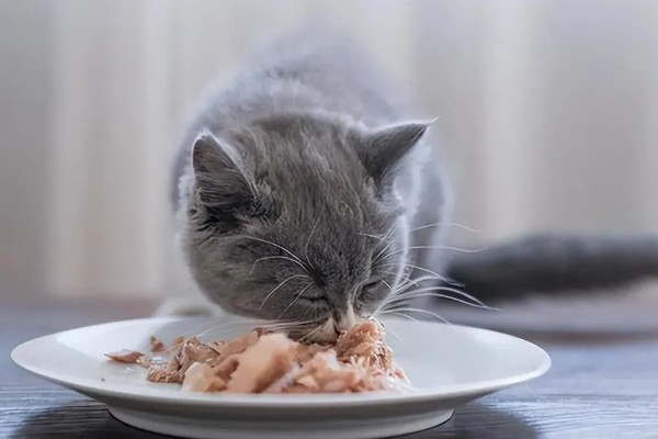 会影响猫的食欲的因素,环境、食物大小等均会影响