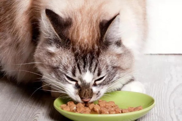 会影响猫的食欲的因素,环境、食物大小等均会影响