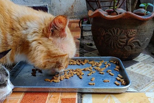 会影响猫的食欲的因素,环境、食物大小等均会影响