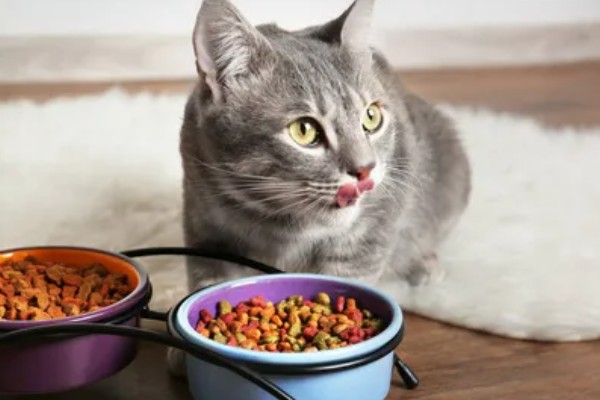会影响猫的食欲的因素,环境、食物大小等均会影响