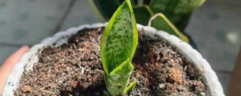 虎皮兰如何分株移栽，分株之前进行一段时间的控水