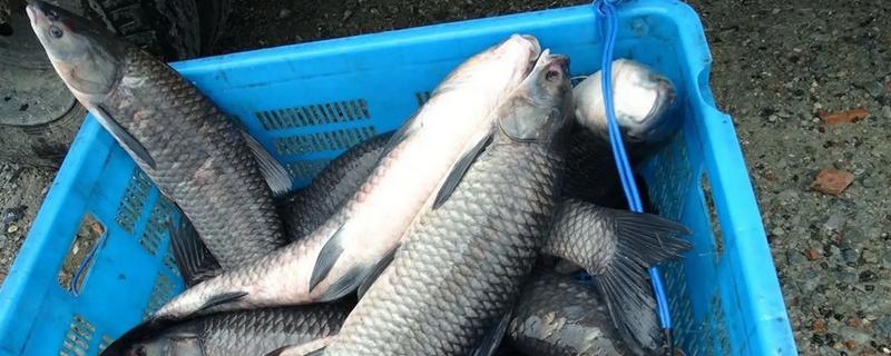 怎么钓青鱼，建议下钩轻触底、上钩离底