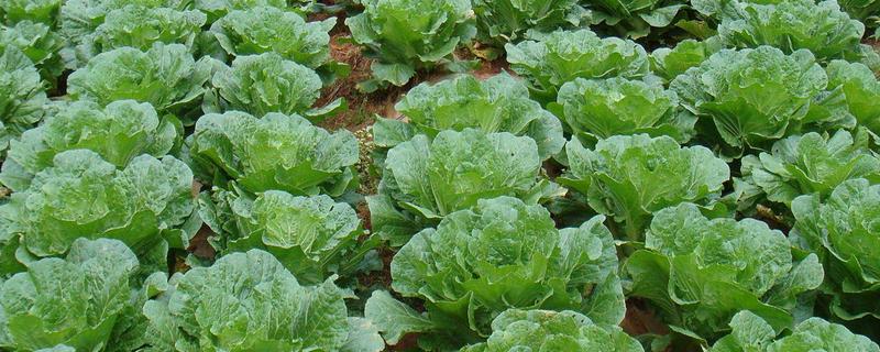 无公害秋白菜如何栽培,施肥以有机肥为主