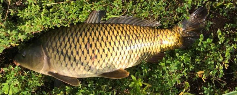 春天怎样钓鲤鱼，建议用5.4米或6.3米的鱼竿