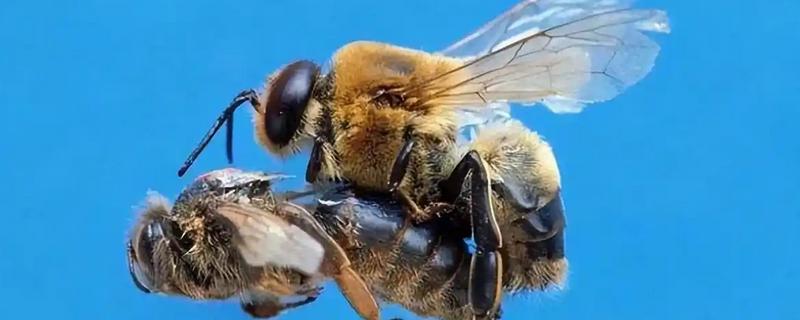 意蜂蜂王出房后过多久会试飞,出房3-6天开始认巢和试飞