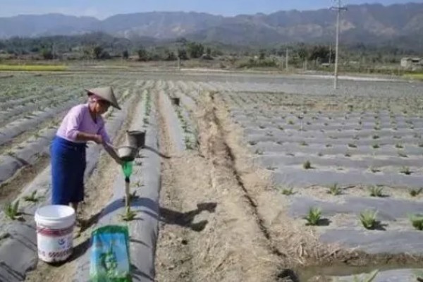 一斤水用多少复合肥，用7-8粒复合肥就可以