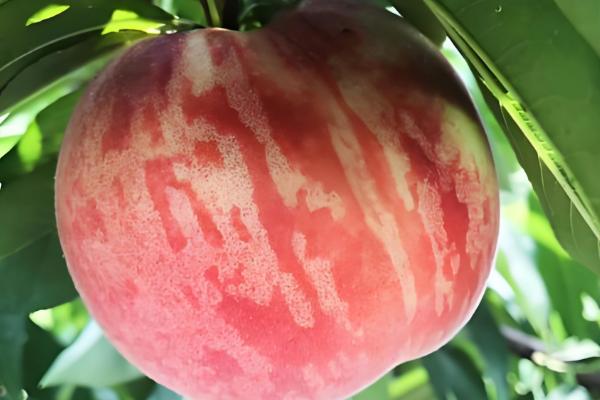 凤凰水蜜桃在几月上市,分为特早、早、中、晚熟品种