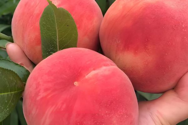 凤凰水蜜桃在几月上市,分为特早、早、中、晚熟品种