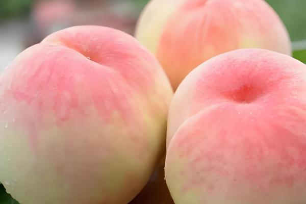 凤凰水蜜桃在几月上市,分为特早、早、中、晚熟品种