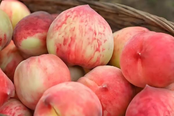 凤凰水蜜桃在几月上市,分为特早、早、中、晚熟品种